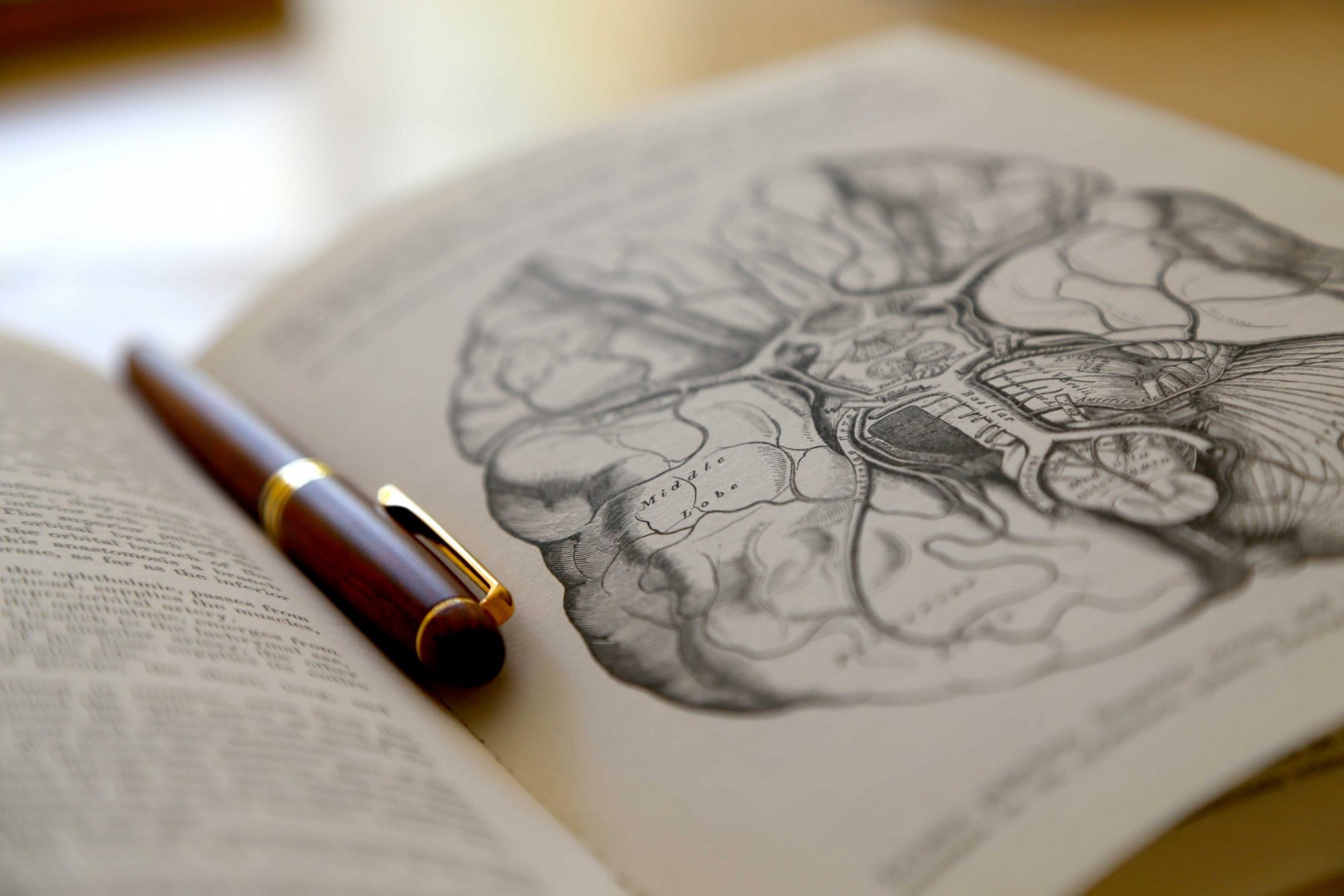 Anatomy for the GSSE