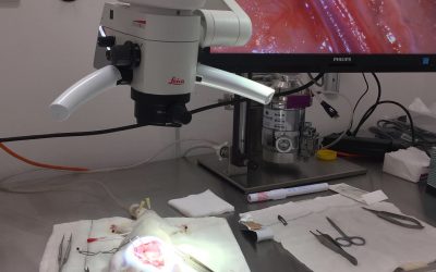 Microsurgery at Sydney University