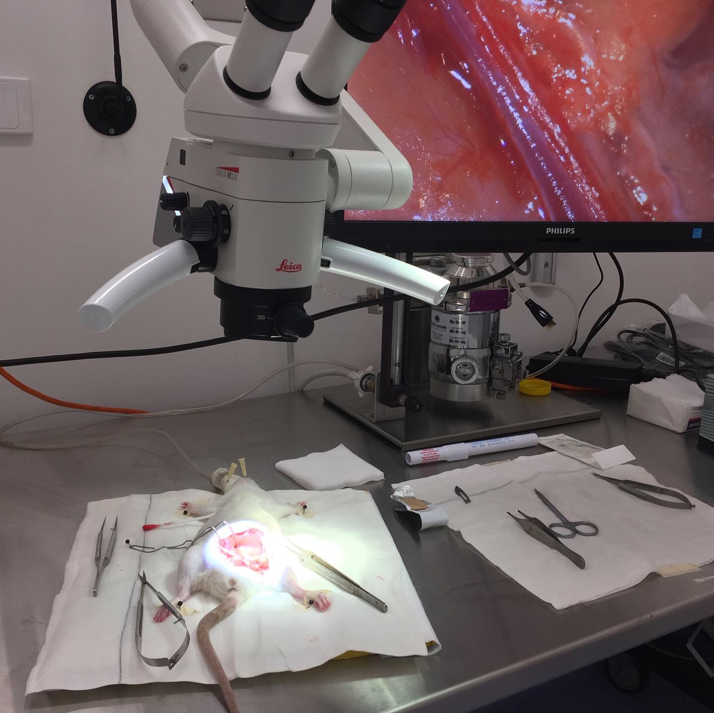 Sydney University Microsurgery – Masters of Surgery