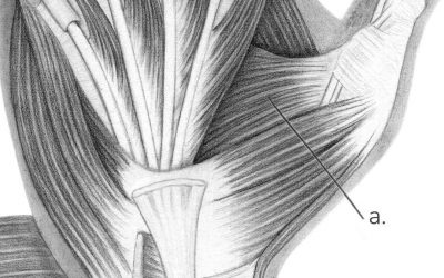 The Complexities of Hand Anatomy