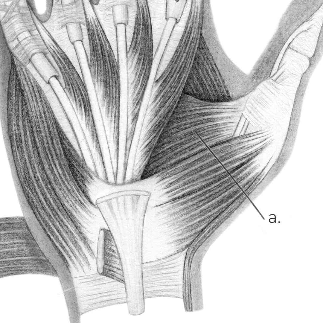Hand Anatomy GSSE Spot Test GSSE spot test on Hand anatomy