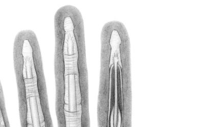 Anatomy of the digits