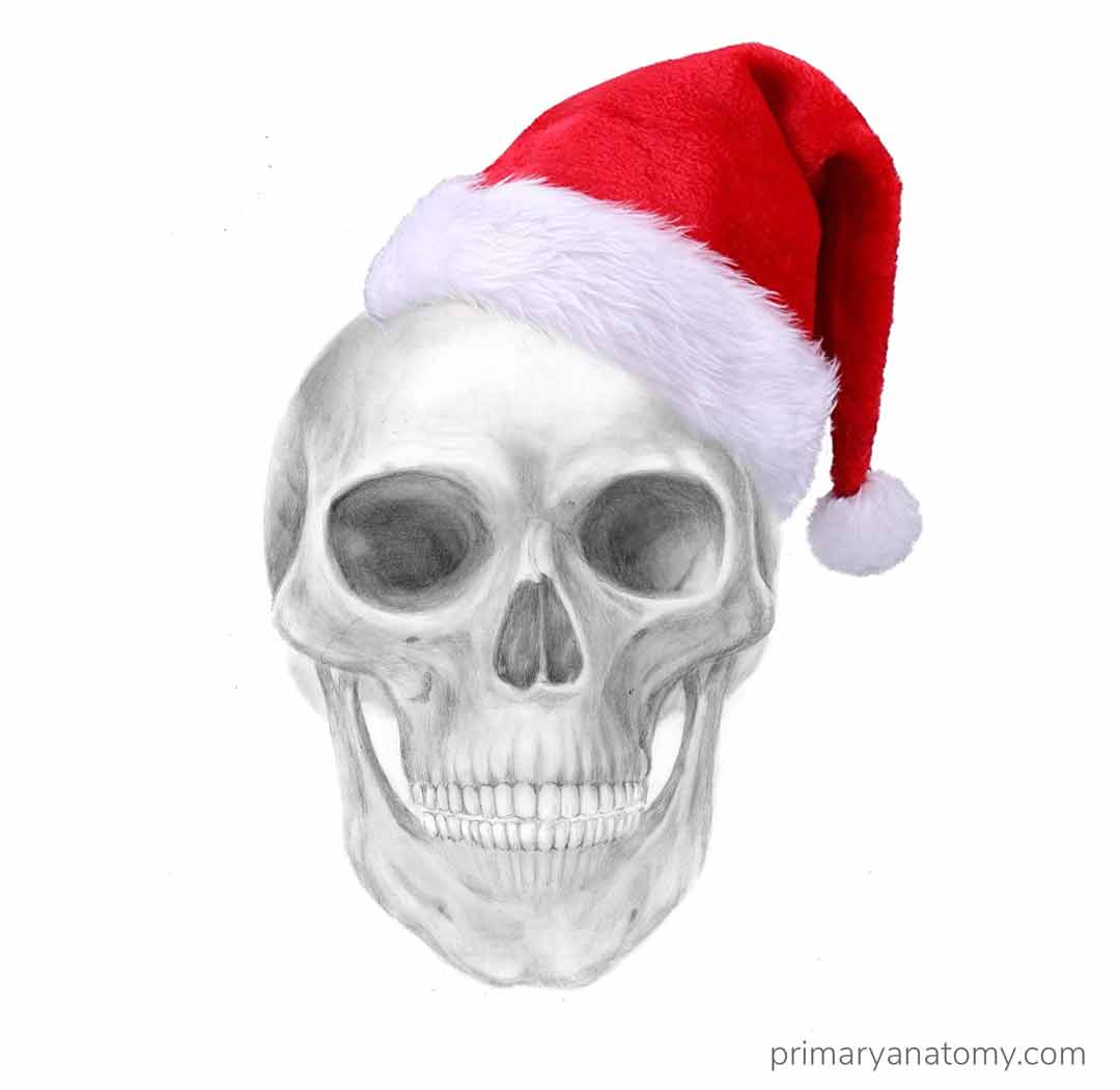 Christmas Skull – Primary Anatomy & Medical Illustration Lab Resource for the GSSE - Primary Anatomy