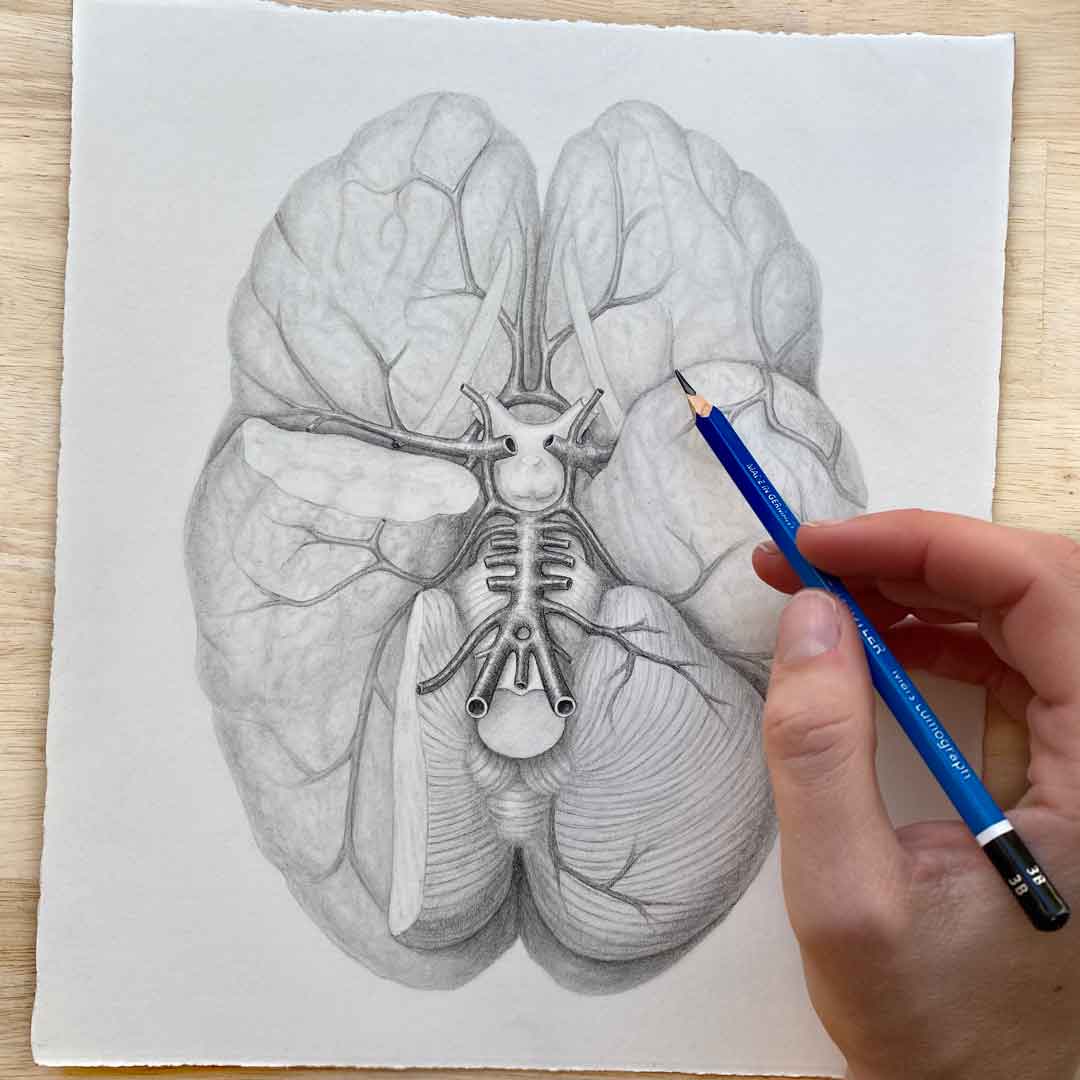 GSSE Anatomy – Circle of Willis Use the Primary Anatomy Atlas to Prep for the GSSE