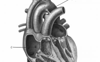 Cardiac Embryology – GSSE Spot Test