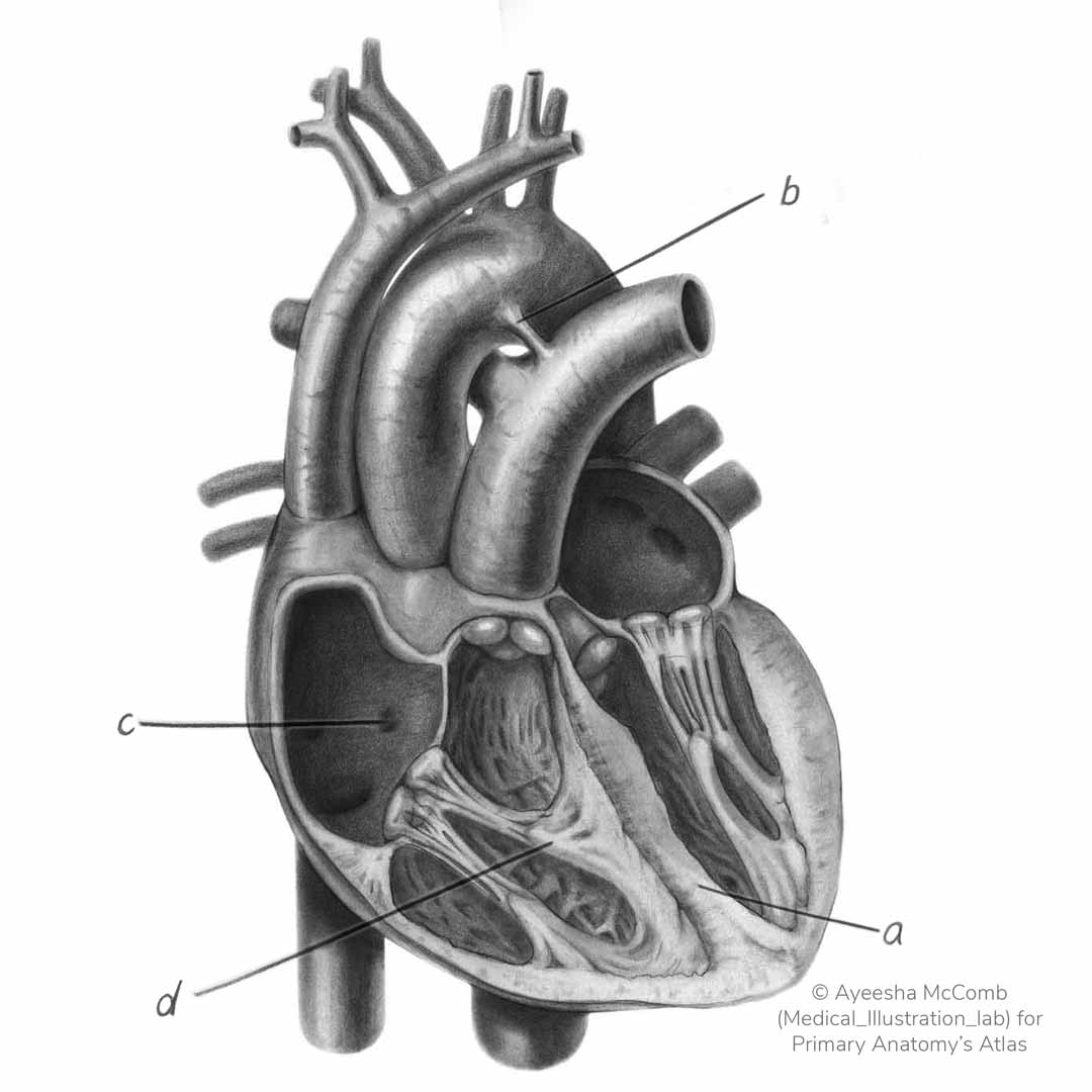 GSSE spot test - Cardiac Embryology