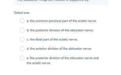 Adductor Magnus – Single Best Answer
