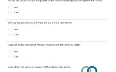 Anatomy of the Pelvis – GSSE MCQ