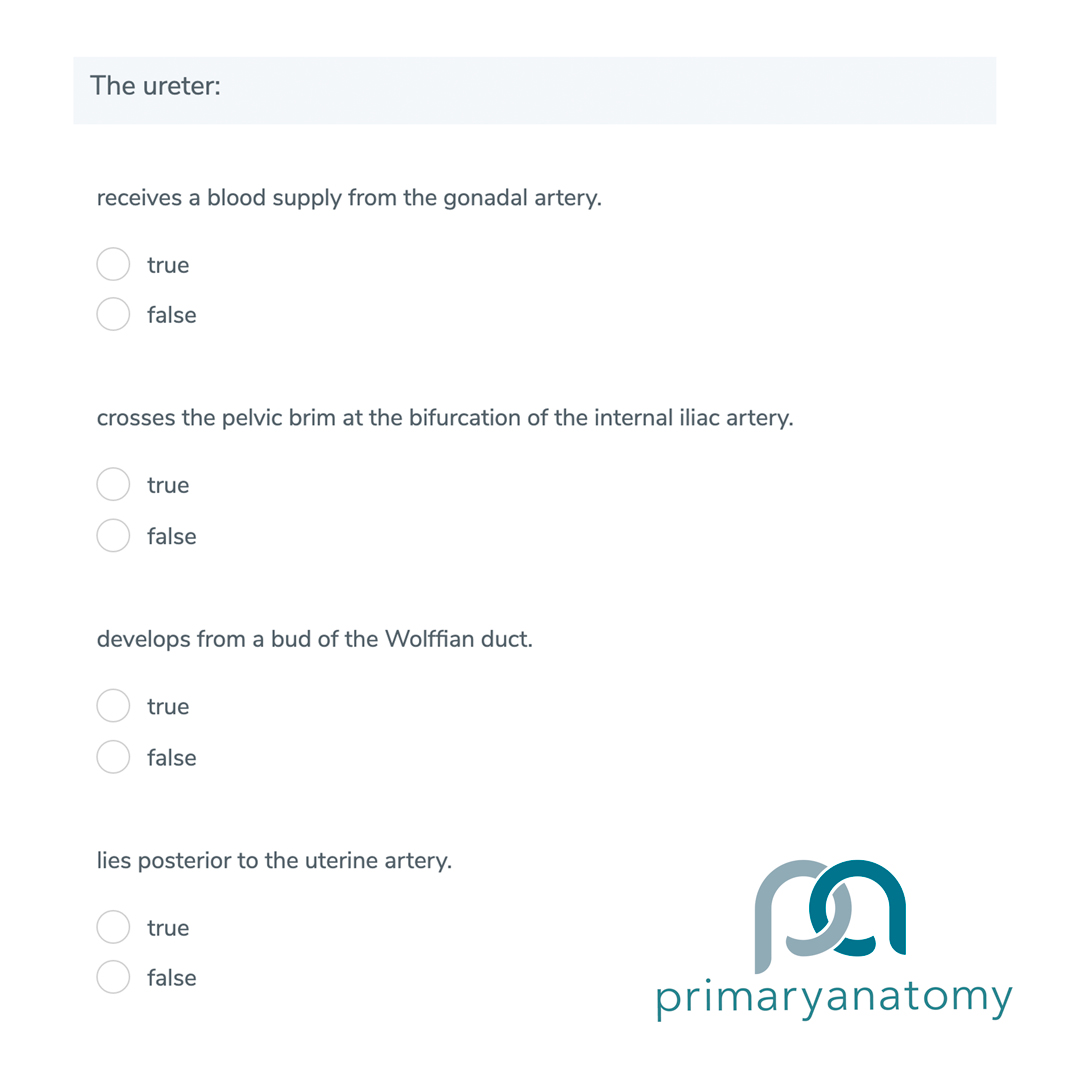GSSE Question Bank An example of Primary Anatomy's GSSE question bank, GSSE question type X
