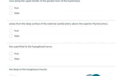 Question Type X – The Lingual Artery