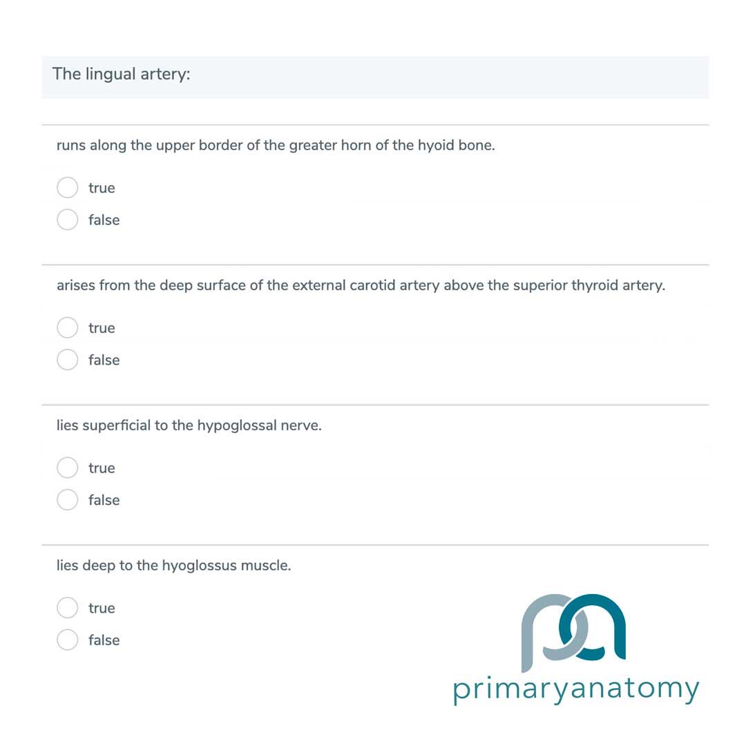 GSSE Practice Question – The Lingual Artery Understanding the relationship between structures is vital for your GSSE exam preparation and revision