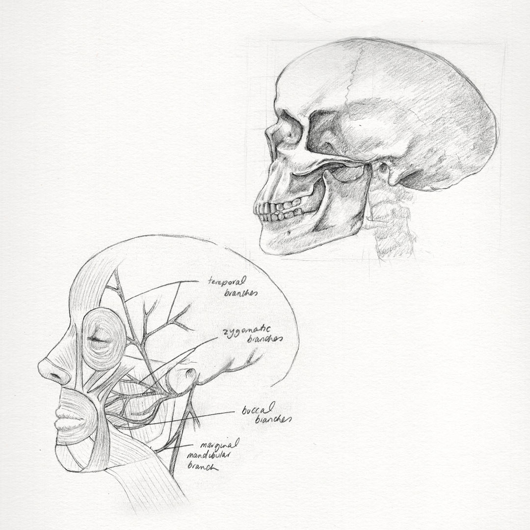 Enhance your Visual Memory Promoting sketching to help learn your GSSE anatomy