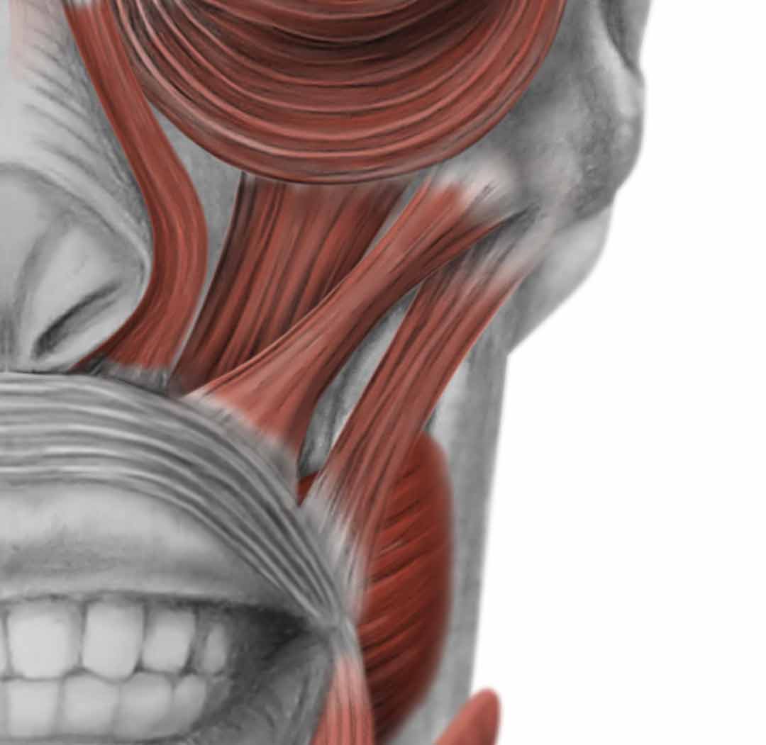 Example of the amazing medical illustrations from the Primary Anatomy resource for the GSSE