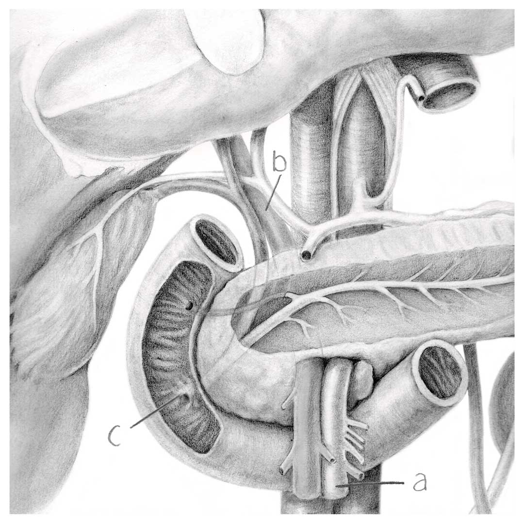 GSSE Spot test – GI tract – Primary Anatomy GSSE spot test to assist with your GSSE preparation and revision