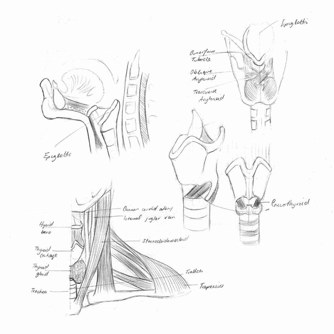 PrimaryAnatomy-NeckStudies Sketch your anatomy as part of your GSSE Study