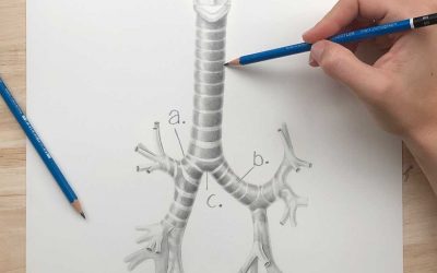 Trachea – Spot Test