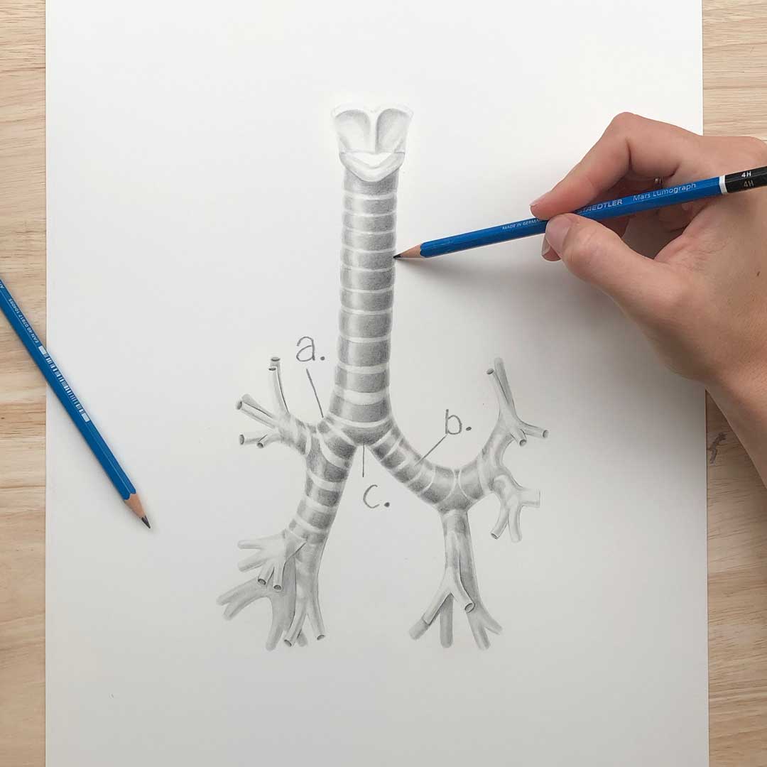 GSSE Spot test – Trachea – Primary Anatomy GSSE practice question (Spot test) on the anatomy of the trachea to assist candidates with their GSSE study