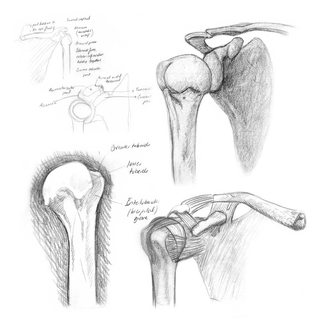 Anatomical studies of the glenohumeral joint Illustrating the importance of sketching anatomy.