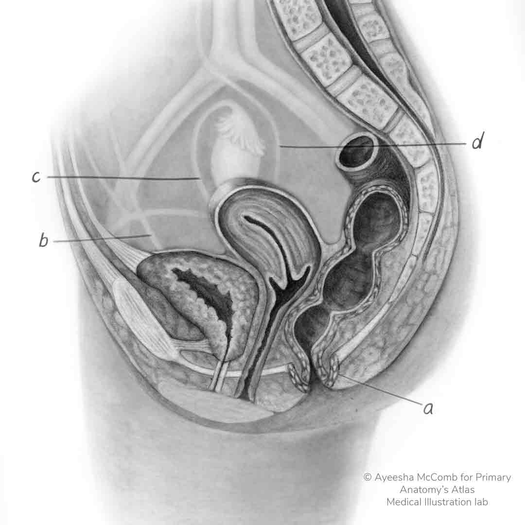 Sagittal cross section of the pelvis GSSE spot test on pelvic anatomy for those preparing to sit the RACS GSSE exam