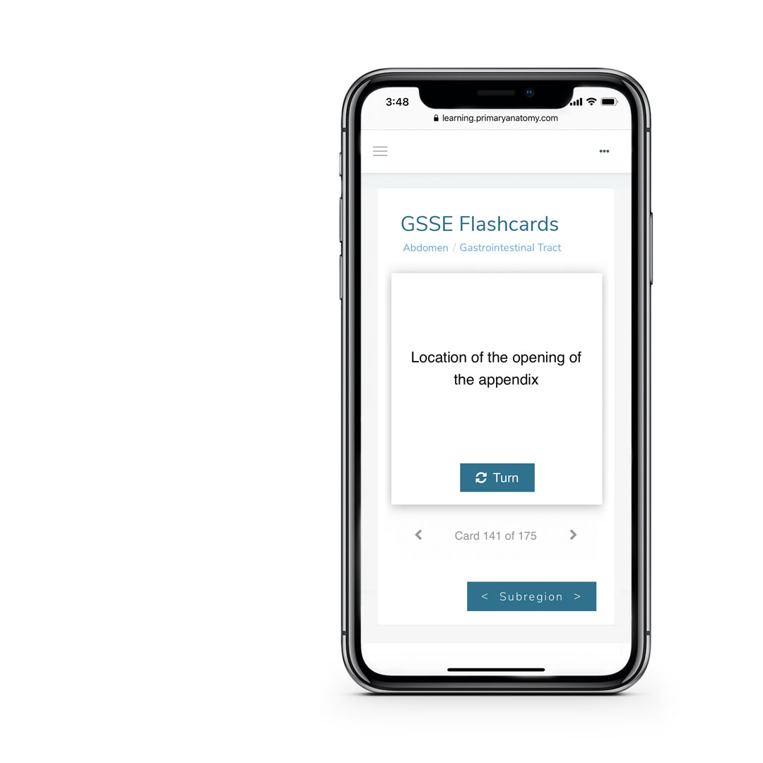 Example of Primary Anatomy's GSSE Flashcards