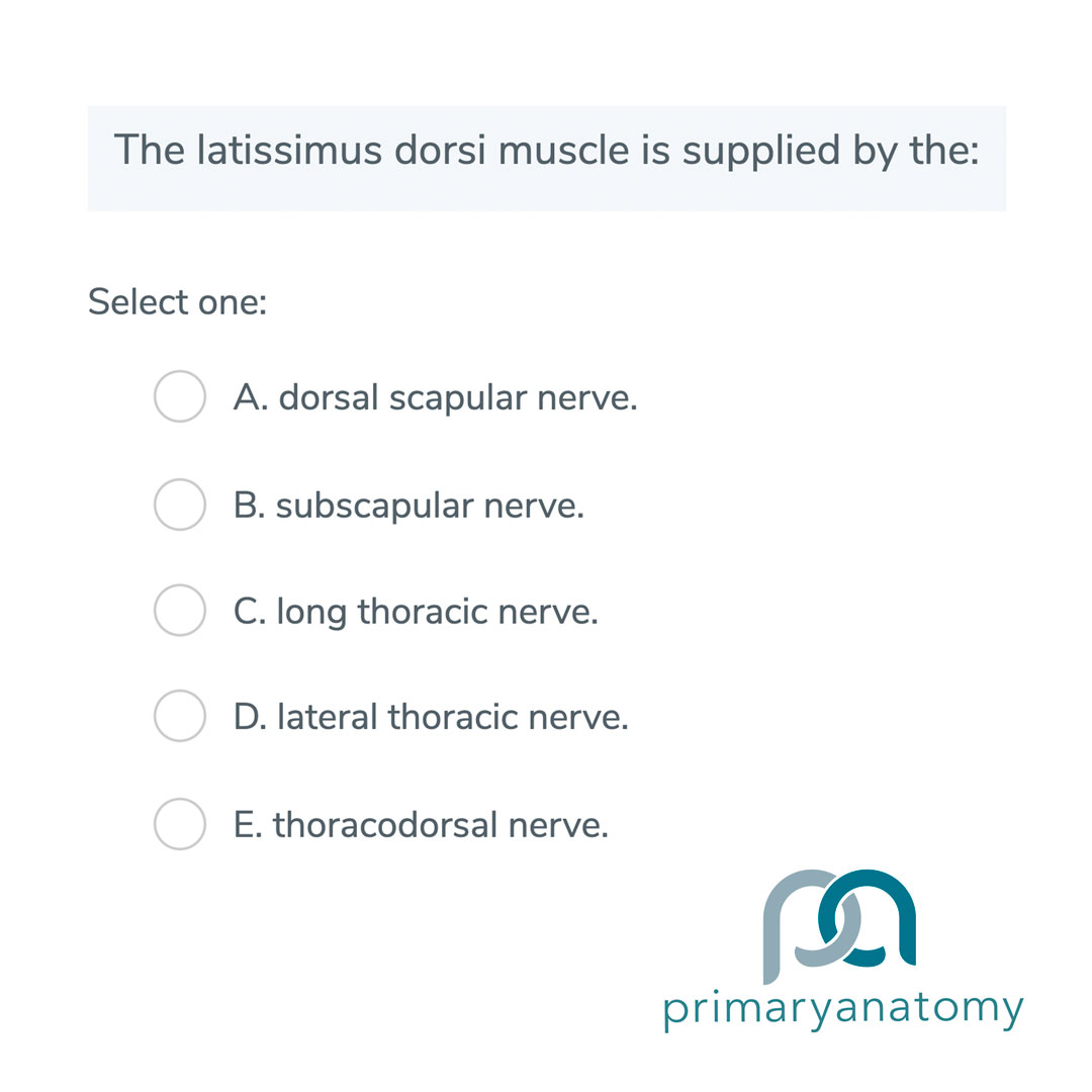 GSSE question type A – The latissimus dorsi Provide an example of a GSSE question type A from the primary anatomy GSSE question bank