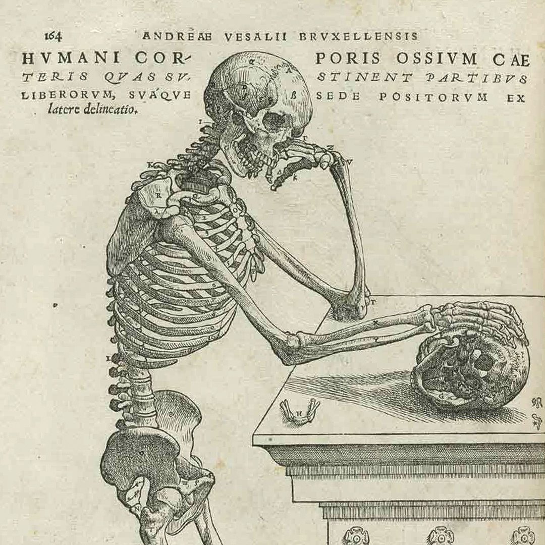 Primary Anatomy – Andreas Vesalius