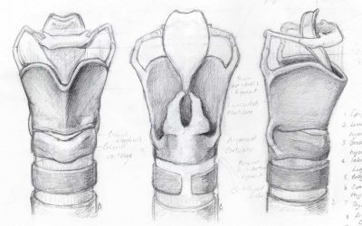 Anatomy of the Larynx