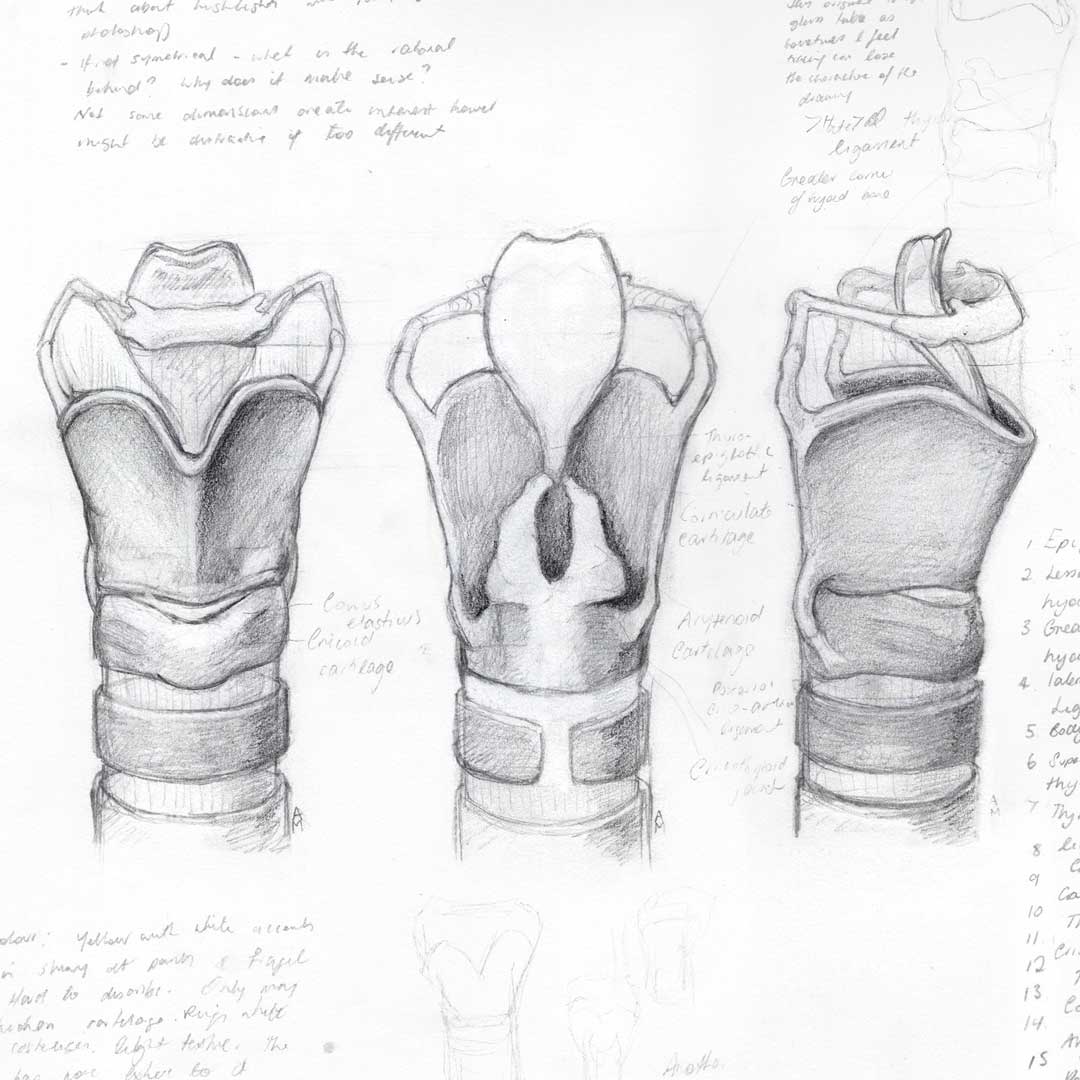 Anatomical studies of the Larynx – GSSE Spot Tests – Primary Ana Detailed anatomical illustration of the larynx for surgical trainees, medical interns and medical students preparing for the GSSE exam (RACS)