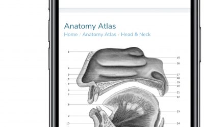 GSSE Anatomy Atlas