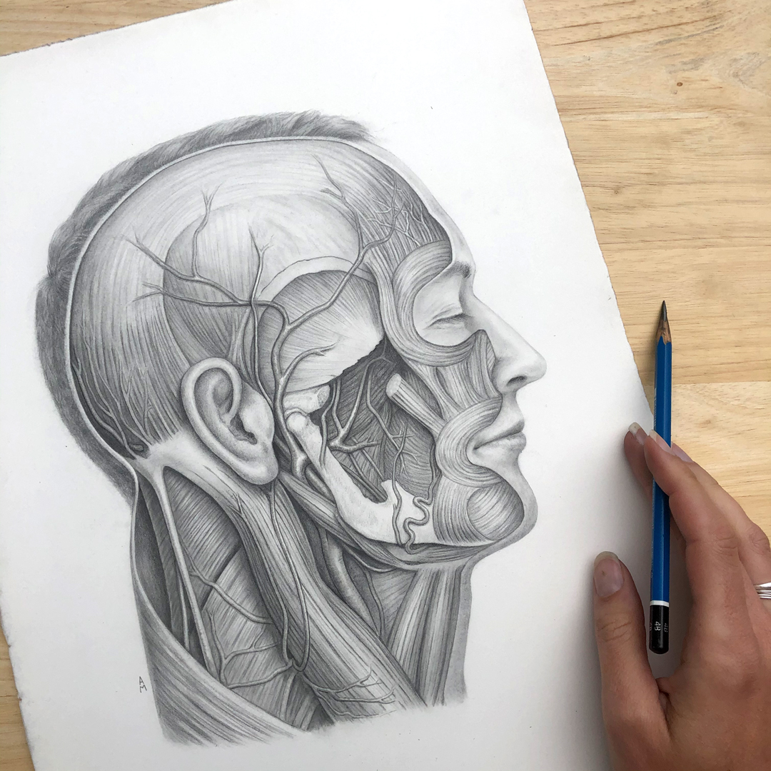 Example of Primary Anatomy's spot test illustrations