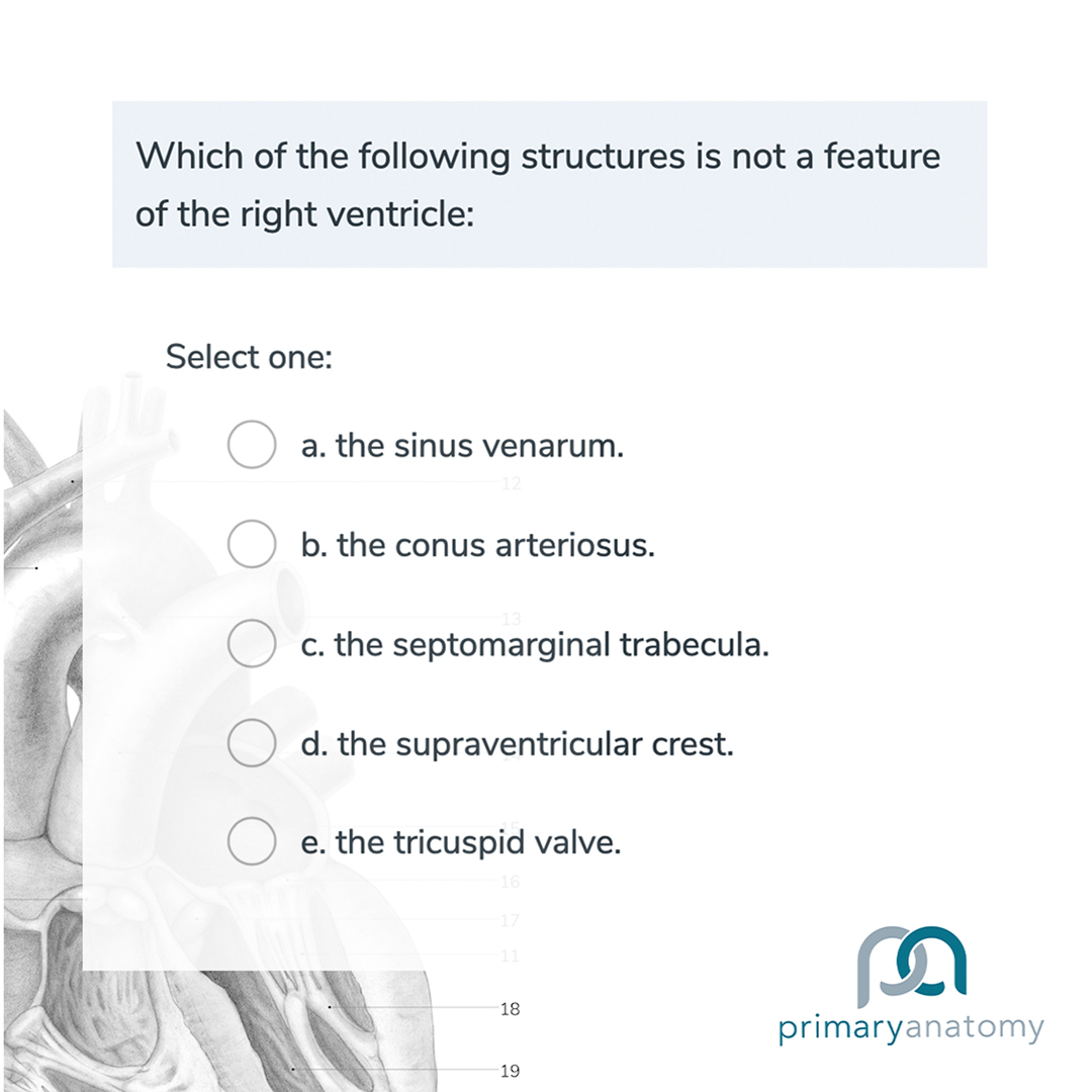 GSSE Practice Question by Primary Anatomy