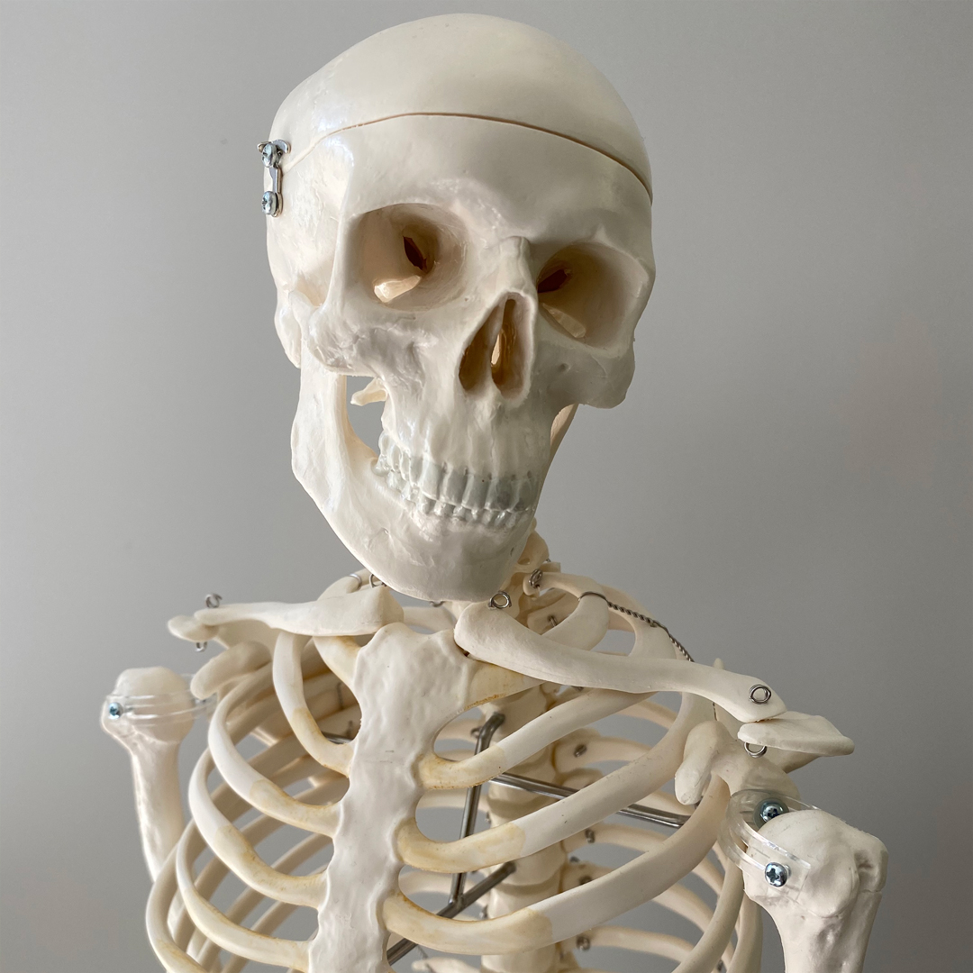 Primary Anatomy – Weekly GSSE Questions