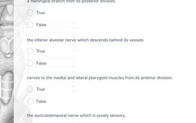 Head & Neck GSSE Practice Question!