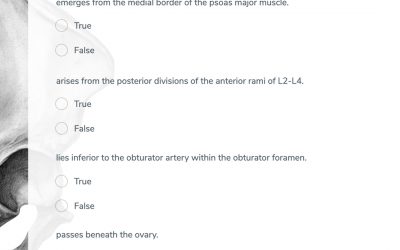 GSSE Questions – Obturator nerve