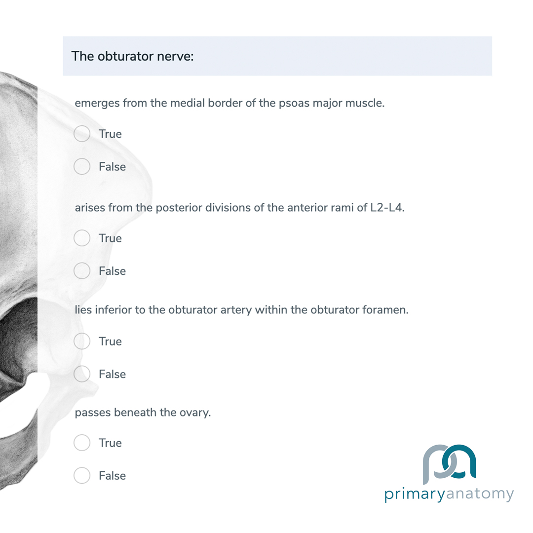 GSSE Questions – Primary Anatomy – Obturator Nerve
