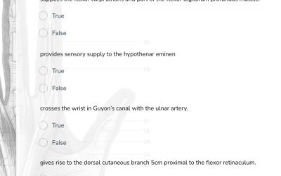 Branches of the brachial plexus