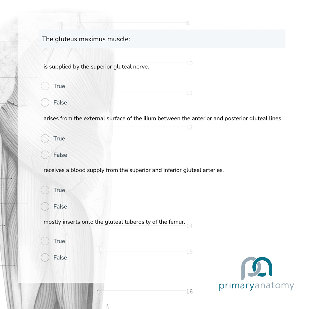 GSSE Question Bank – Primary Anatomy – Gluteus Maximus
