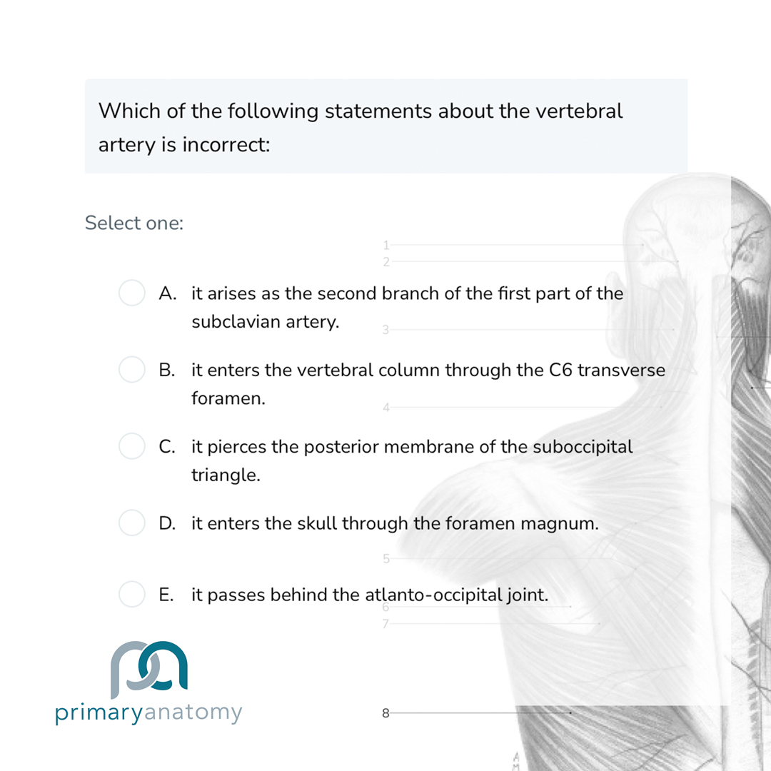 GSSE Questions – Primary Anatomy