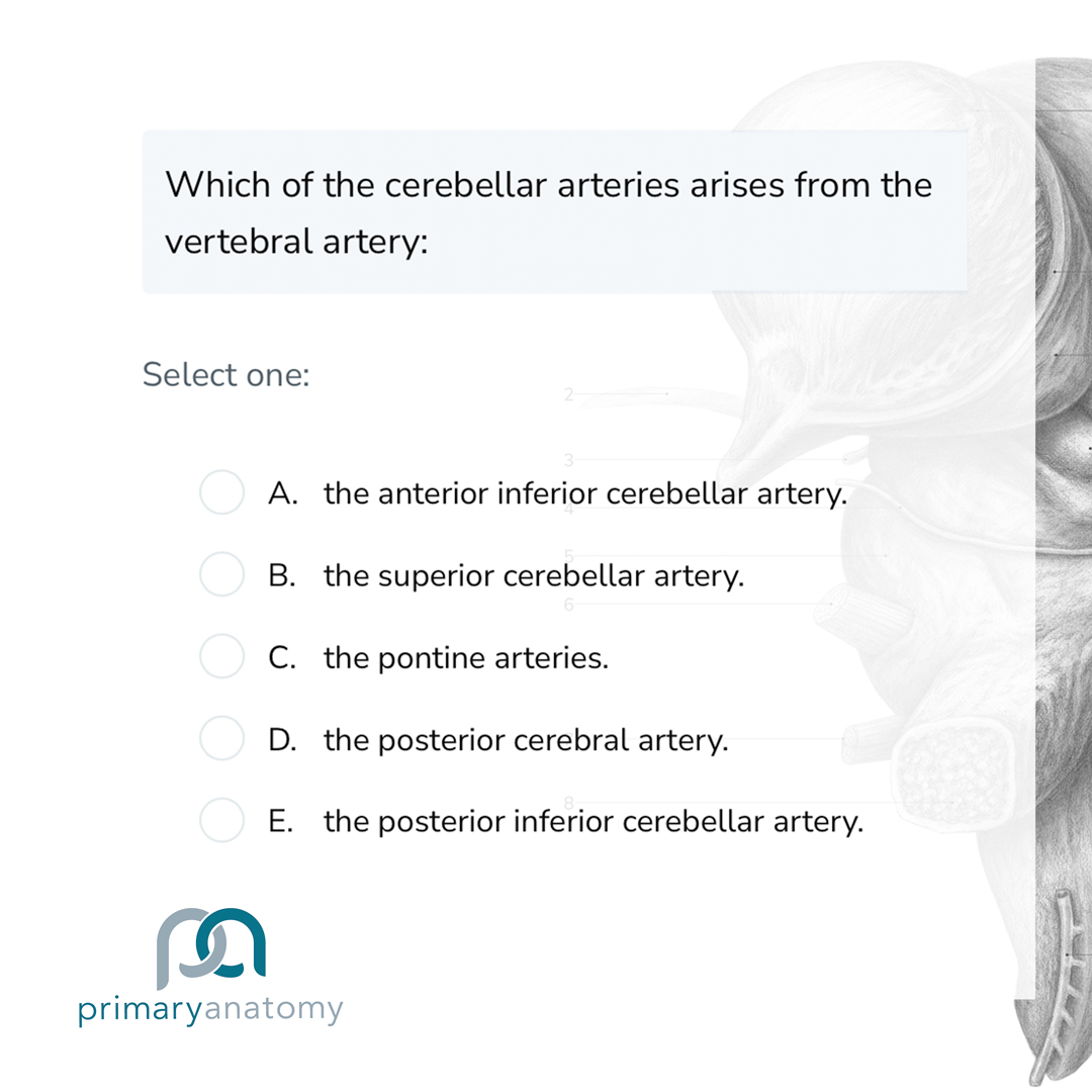 GSSE Anatomy Questions – Primary Anatomy -CNS