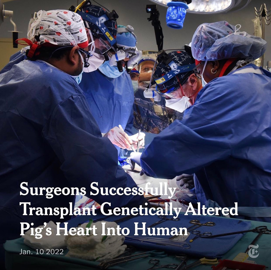 Primary Anatomy – Xenotransplantation – Nature – GSSE