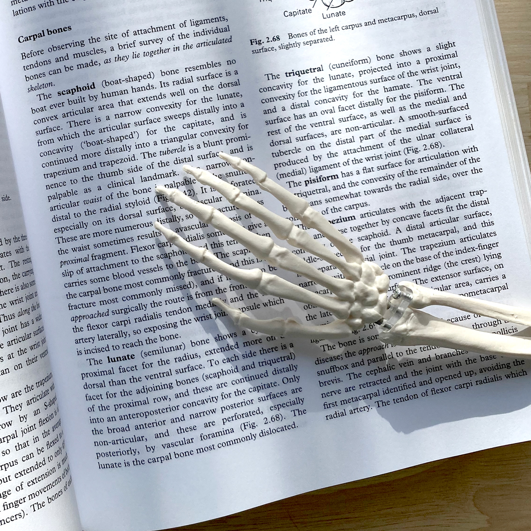 Surgical Anatomy Education – Primary Anatomy – RACS